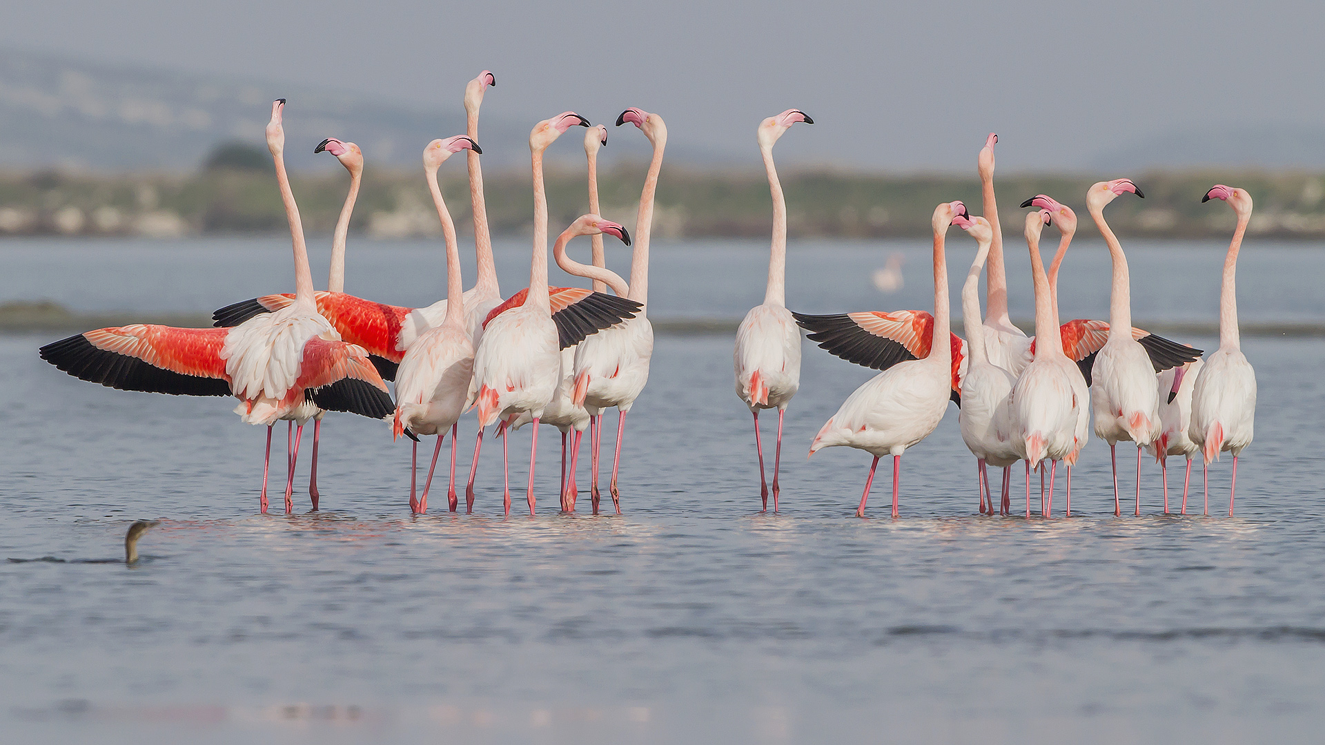Körfez'in Bir Başka Rengi: Flamingo