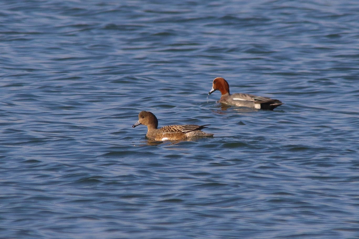 Wild Duck Observation Tour Starts